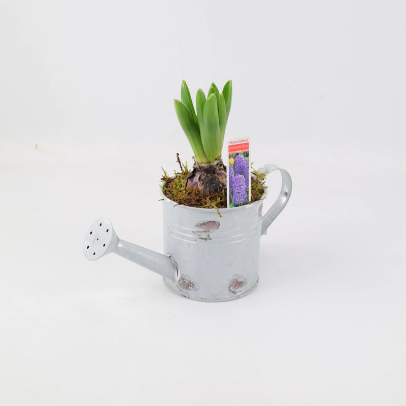 Hyacinth Planted Metal Watering Can