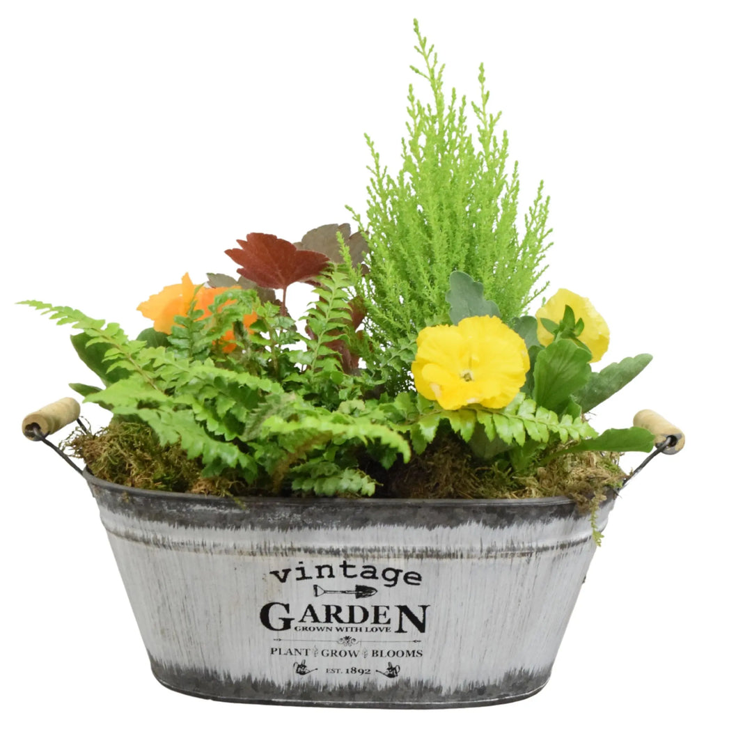 Seasonal Vintage Garden Metal Trough with Mixed Plants – Moss Finish Planter Plants By Post
