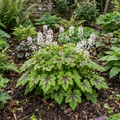 Tiarella Angel Wings - 2L Pot The Rose Press Garden