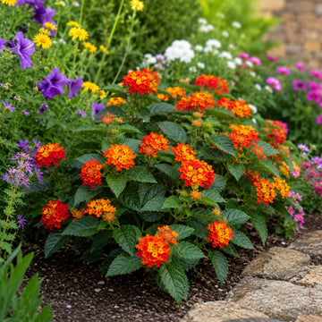 Lantana Bandolista Chilli Summer Flowering Plant 2L Pot The Rose Press Garden