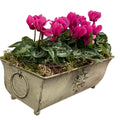 Traditional Metal Trough with Seasonal Cyclamen – Moss Lining Plants By Post