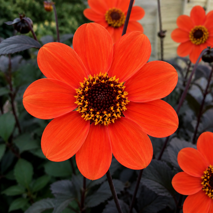 Dahlia Dahlegria Orange 3L  Bright Orange Dahlia