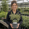Ligustrum japonicum 'Argenteum' Silver Variegated Privet Hedging Plant 2L Pot The Rose Press Garden