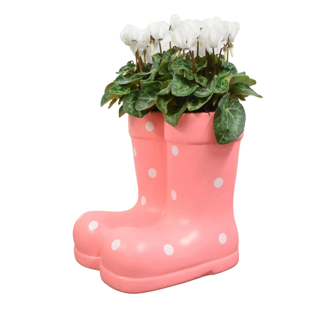 Pink Ceramic Polka Dot Wellies with Seasonal Cyclamen – Moss Finish Plants By Post