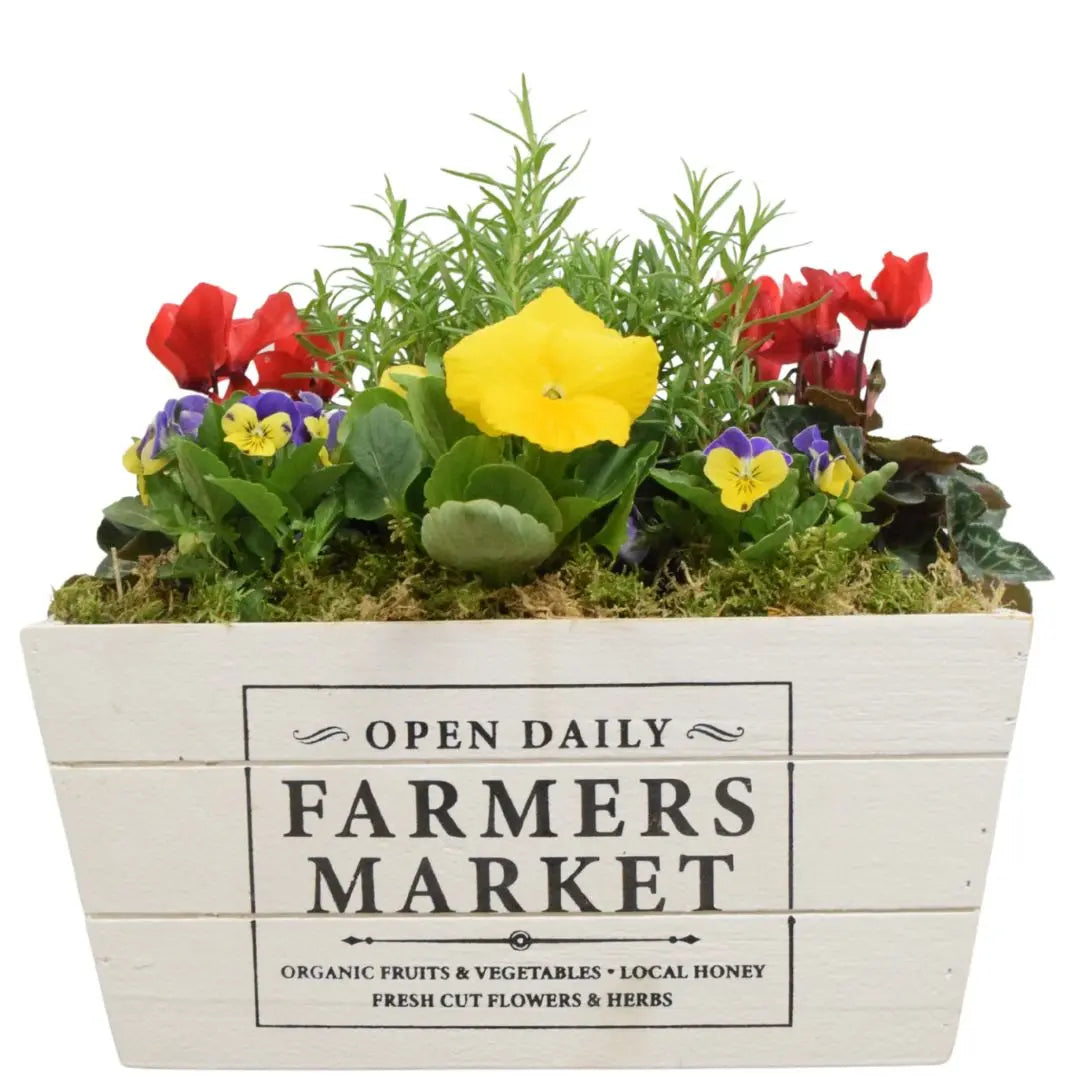 Seasonal Farmers Market White Wooden Trough with Mixed Plants – Moss Finish Planter Plants By Post