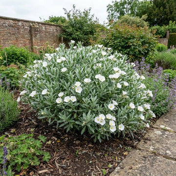 Convolvulus Cneorum Silver Bush Hardy Evergreen Shrub Plant 17cm Pot 2L The Rose Press Garden