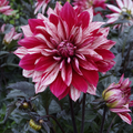 Dahlia Dahlegria Tricolour 3L Red & White Dahlia