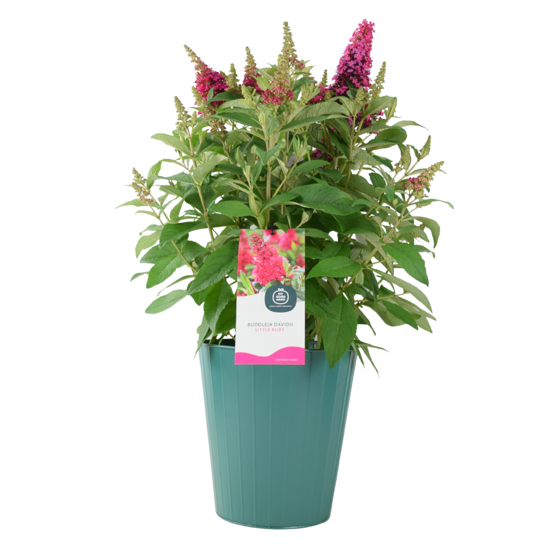 Butterfly Bush Little Ruby – 5L Pot – Compact Buddleja for Pollinator Gardens Plants By Post