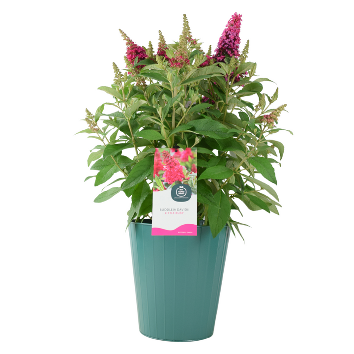 Butterfly Bush Little Ruby – 5L Pot – Compact Buddleja for Pollinator Gardens Plants By Post