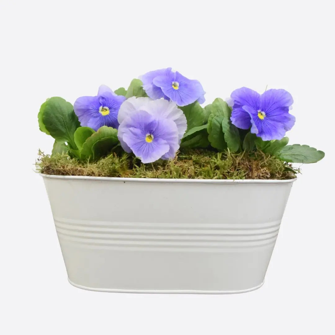 White Metal Trough with Mixed Seasonal Plants – Moss Finish Garden Planter Plants By Post
