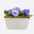 White Metal Trough with Mixed Seasonal Plants – Moss Finish Garden Planter Plants By Post