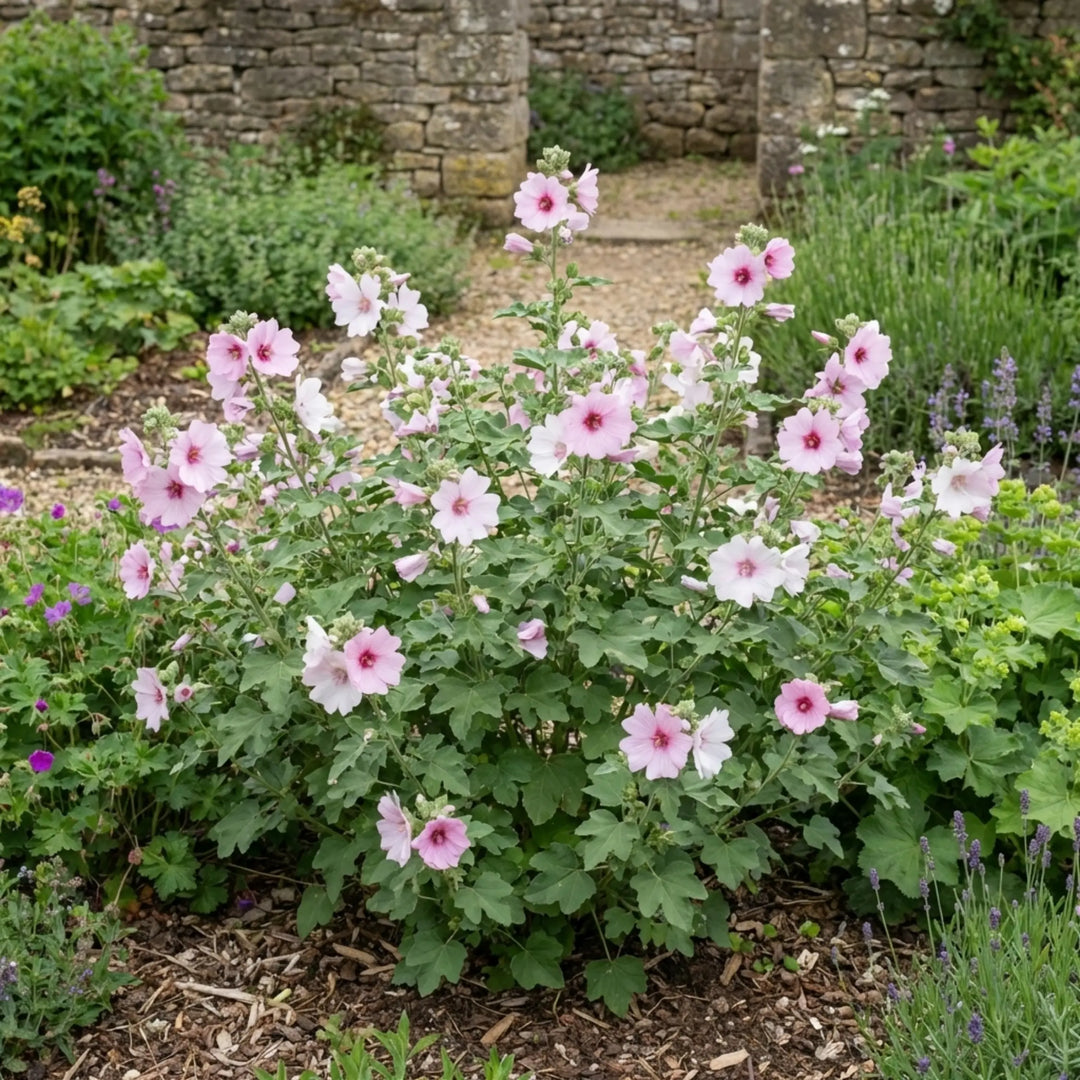 Lavatera Barnsley Baby Hardy Flowering Shrub Plant 17cm Pot 2L Plants By Post