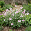Lavatera Barnsley Baby Hardy Flowering Shrub Plant 17cm Pot 2L Plants By Post
