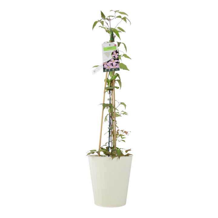 Clematis Montana Vera – 3 L Pot – Vanilla-Scented Spring Climber plants by post