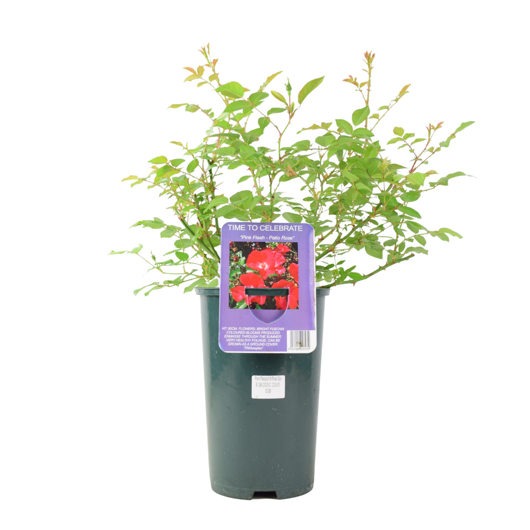 Rose ‘Time to Celebrate’ – Patio Rose in 3L Pot, Bright Red Blooms for Garden & Gifts Plants By Post