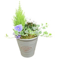 Olive Planter with Mixed Seasonal Plants – Grey or Green Garden Container Plants By Post