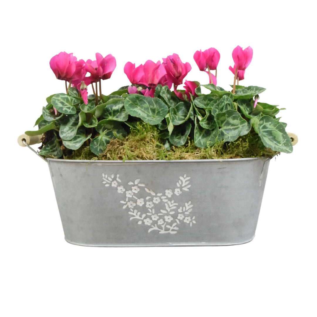 Floral Design Trough with Cyclamen – Wooden Handles & Moss Top Plants By Post