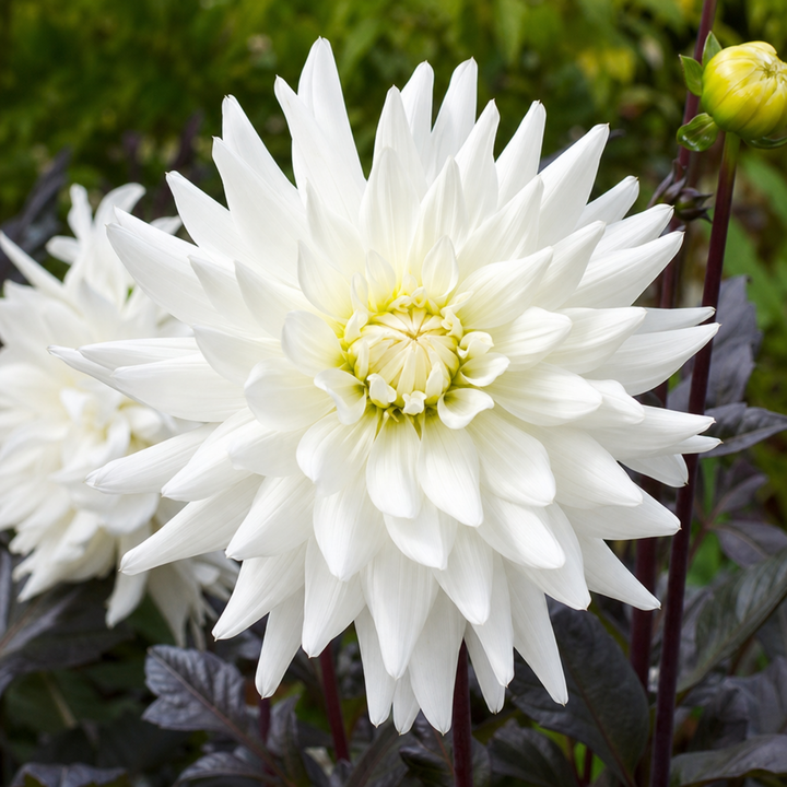 Dahlia Dahlegria White 3L Pure White Dahlia