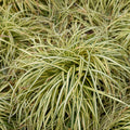 Carex 'Evergold' Japanese Sedge Golden Variegated Evergreen Ornamental Grass 2L Pot The Rose Press Garden