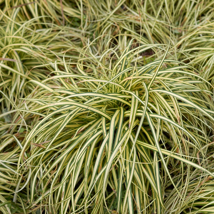 Carex 'Evergold' Japanese Sedge Golden Variegated Evergreen Ornamental Grass 2L Pot The Rose Press Garden