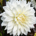 Dahlia Maggiore White 3L Pure White Dahlia