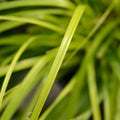 Carex 'Everillo' Japanese Sedge Lime Yellow Evergreen Ornamental Grass 2L Pot The Rose Press Garden