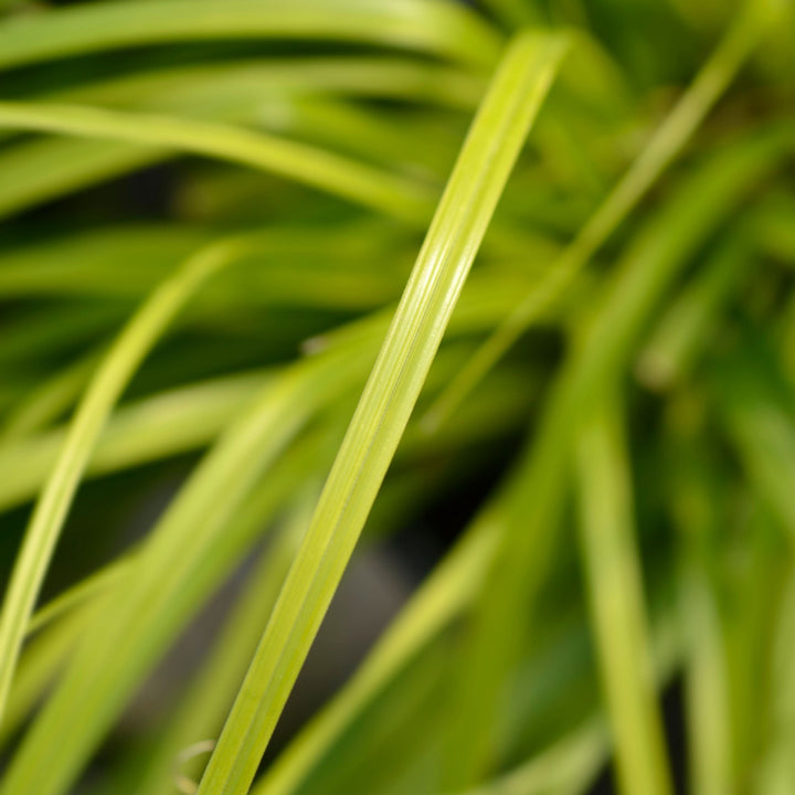 Carex 'Everillo' Japanese Sedge Lime Yellow Evergreen Ornamental Grass 2L Pot The Rose Press Garden