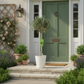 Olive Tree - 90/100cm Tall - Mediterranean Charm for Your Garden Plants By Post UK