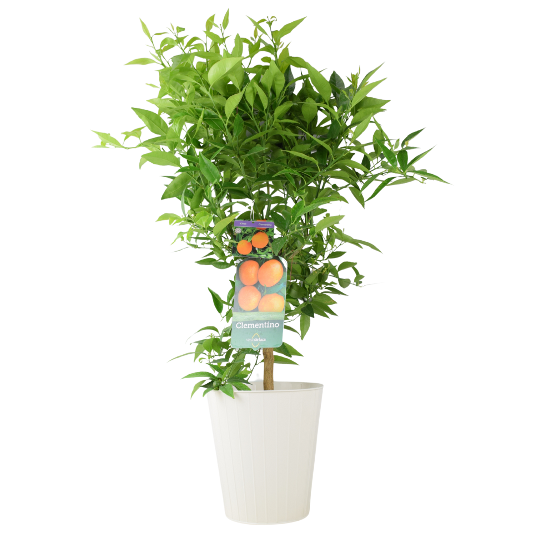 Citrus Clementine Tree – 5L Pot – Fresh Fruiting Indoor & Outdoor Plant Plants By Post