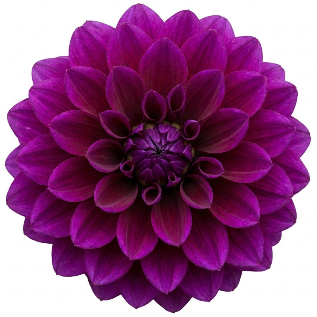 Dahlia Maggiore Purple 3L  Deep Purple Dahlia