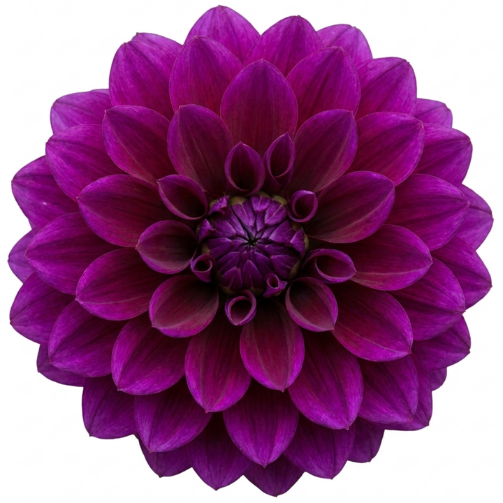 Dahlia Maggiore Purple 3L  Deep Purple Dahlia