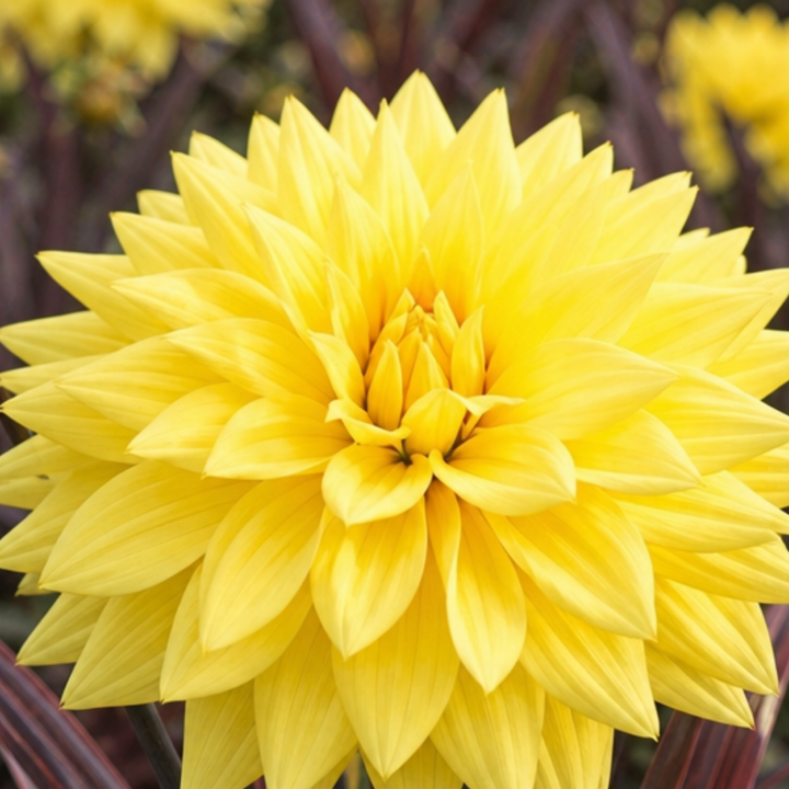 Dahlia Maggiore Yellow 3L  Golden Yellow Dahlia