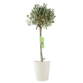 Olive Tree - 90/100cm Tall - Mediterranean Charm for Your Garden Plants By Post UK
