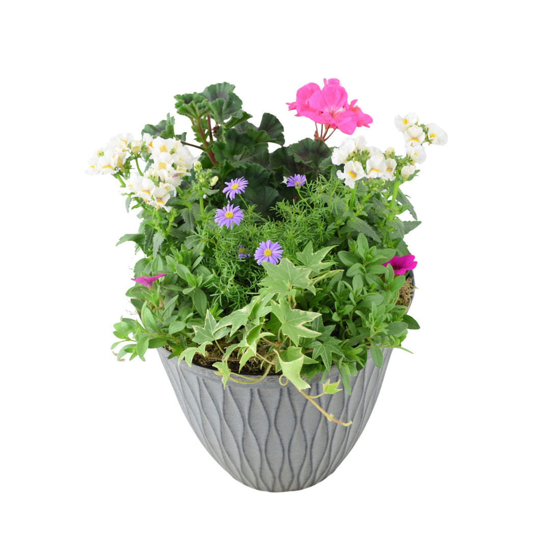 Vibrant Seasonal Planted Container – 26cm Decorative Outdoor Planter with Seasonal Flowers Plants By Post