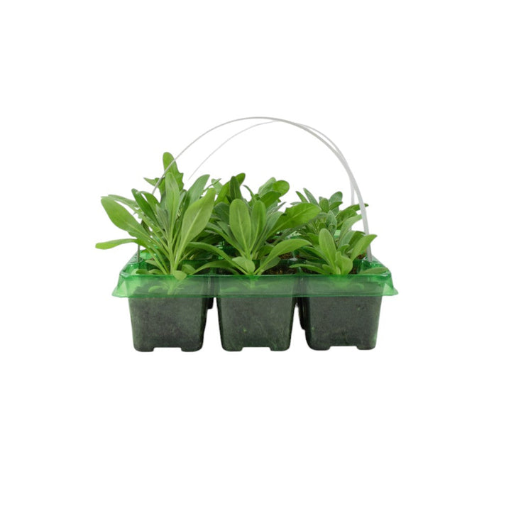 Stocks Mixed 6 Pack x 2 - 12 Plants Colourful Summer Blooms plants by post