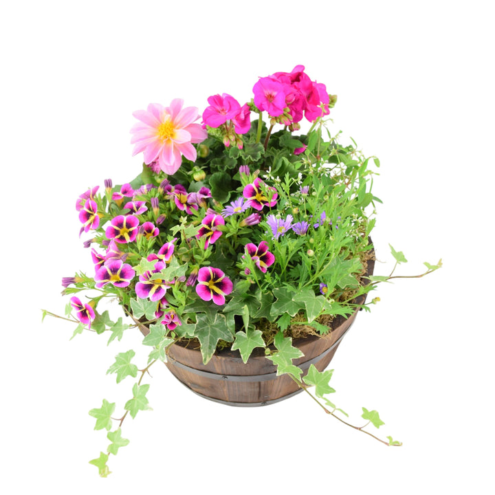 Seasonal Planted Wooden Barrel – 30cm Rustic Outdoor Planter with Mixed Seasonal Flowers Plants By Post