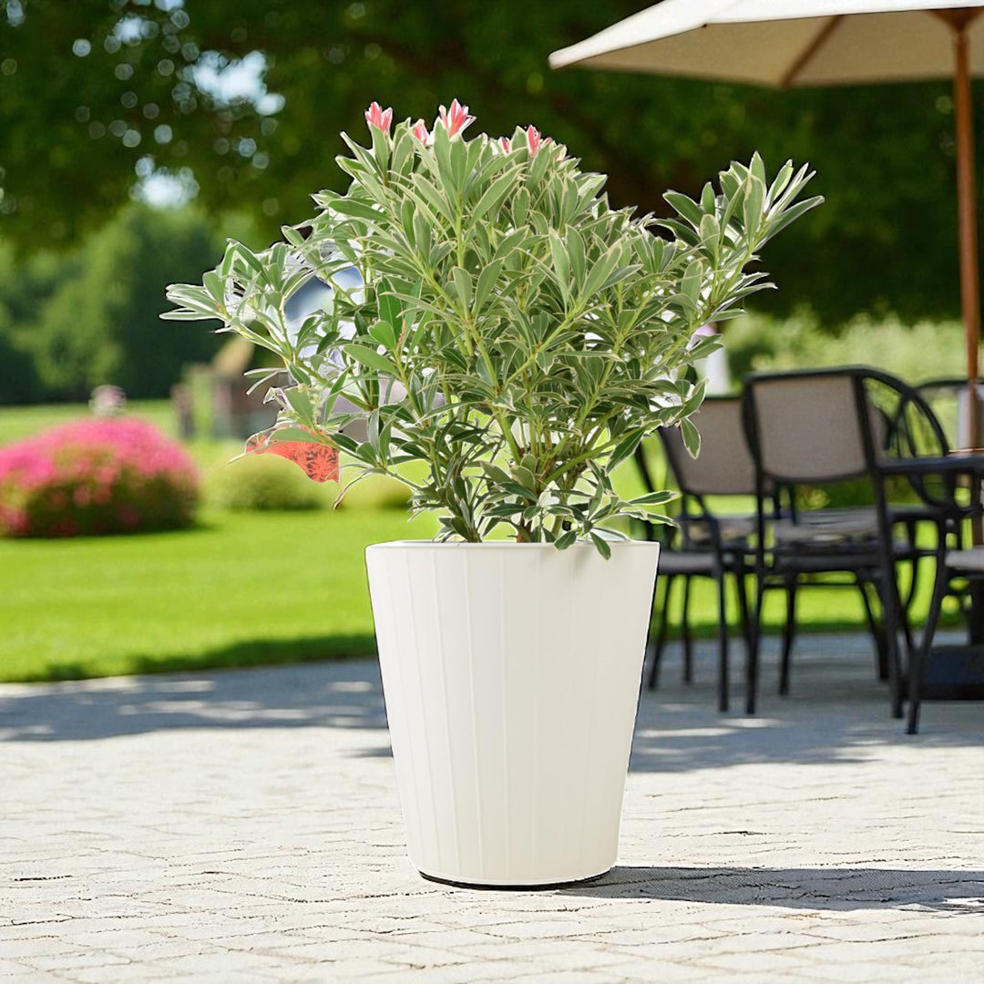 Pieris ‘Flaming Silver’ – Evergreen Shrub in 5L Pot, Colourful Foliage & Spring Flowers Plants By Post