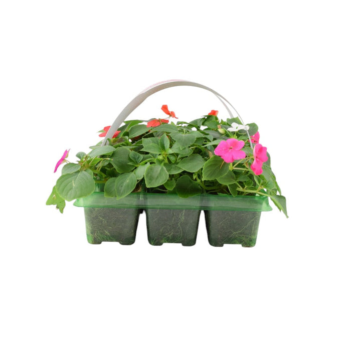 Impatiens Mixed 6 Pack x 2 - 12 Plants Colourful & Shade-Loving Flowers plants by post