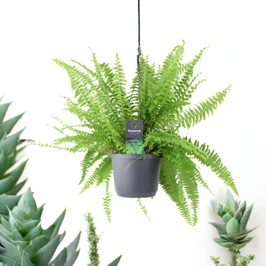 Boston Fern – 17cm Grey Hanging Basket – Lush Green Indoor Plant Plants By Post