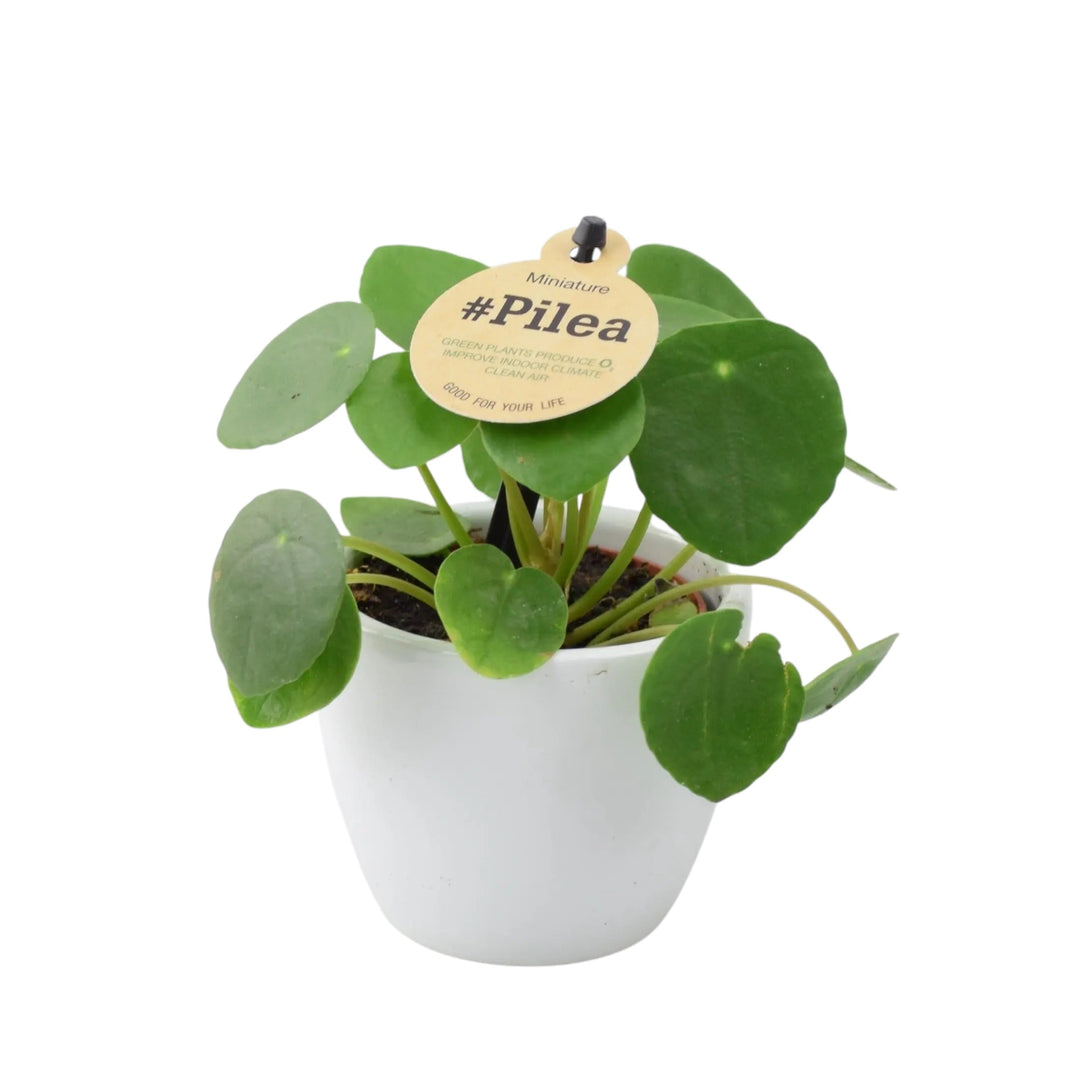 Mini Pilea Peperomioides 6cm Pot Plants By Post