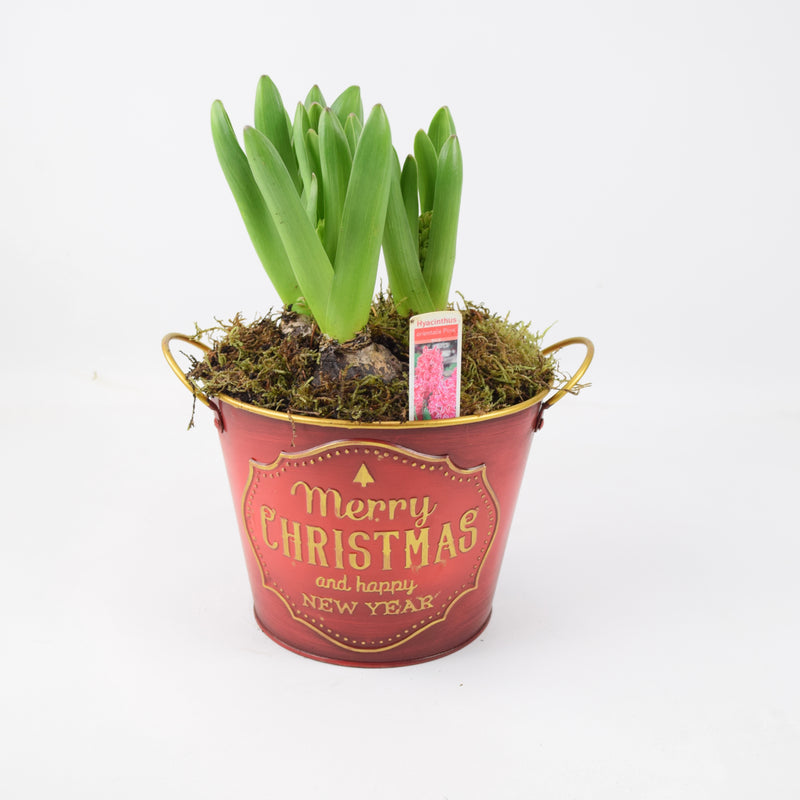 Hyacinth Planted Merry Christmas Metal Planter x 3 Bulbs