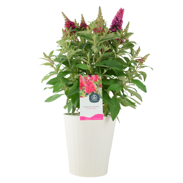 Butterfly Bush Little Ruby – 5L Pot – Compact Buddleja for Pollinator Gardens Plants By Post