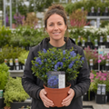 Ceanothus 'Puget Blue' California Lilac Intense Blue Evergreen Shrub 2L Pot The Rose Press Garden