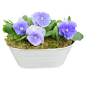 White Metal Trough with Mixed Seasonal Plants – Moss Finish Garden Planter Plants By Post