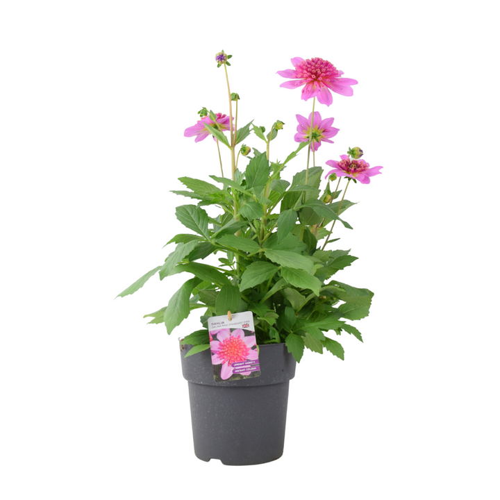 Dahlia Dalina Maxi Starburst Pink 3.2L Pot – Vibrant Pink Anemone Dahlia Plants By Post