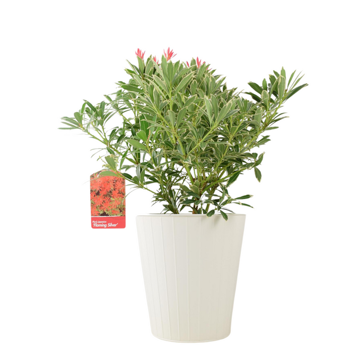 Pieris ‘Flaming Silver’ – Evergreen Shrub in 5L Pot, Colourful Foliage & Spring Flowers Plants By Post