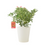 Metal Vertical Line Cream