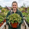 Tiarella Angel Wings - 2L Pot The Rose Press Garden