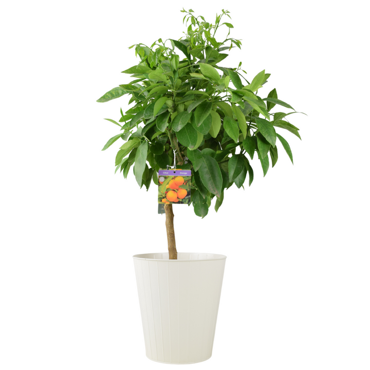Citrus Orange Tree 5L Pot – Indoor Citrus Plant for Home & Patio Plants By Post