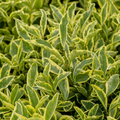 Ligustrum japonicum 'Argenteum' Silver Variegated Privet Hedging Plant 2L Pot The Rose Press Garden